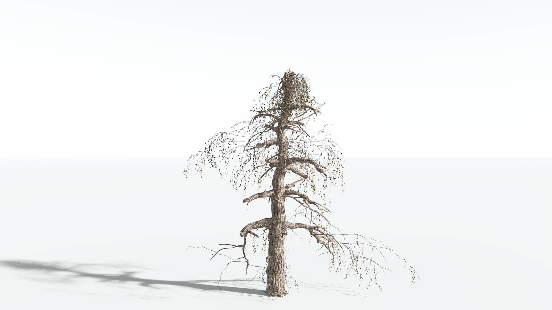 EVERYPlant Weeping Willow 3 --15 Models-- 3D model_17