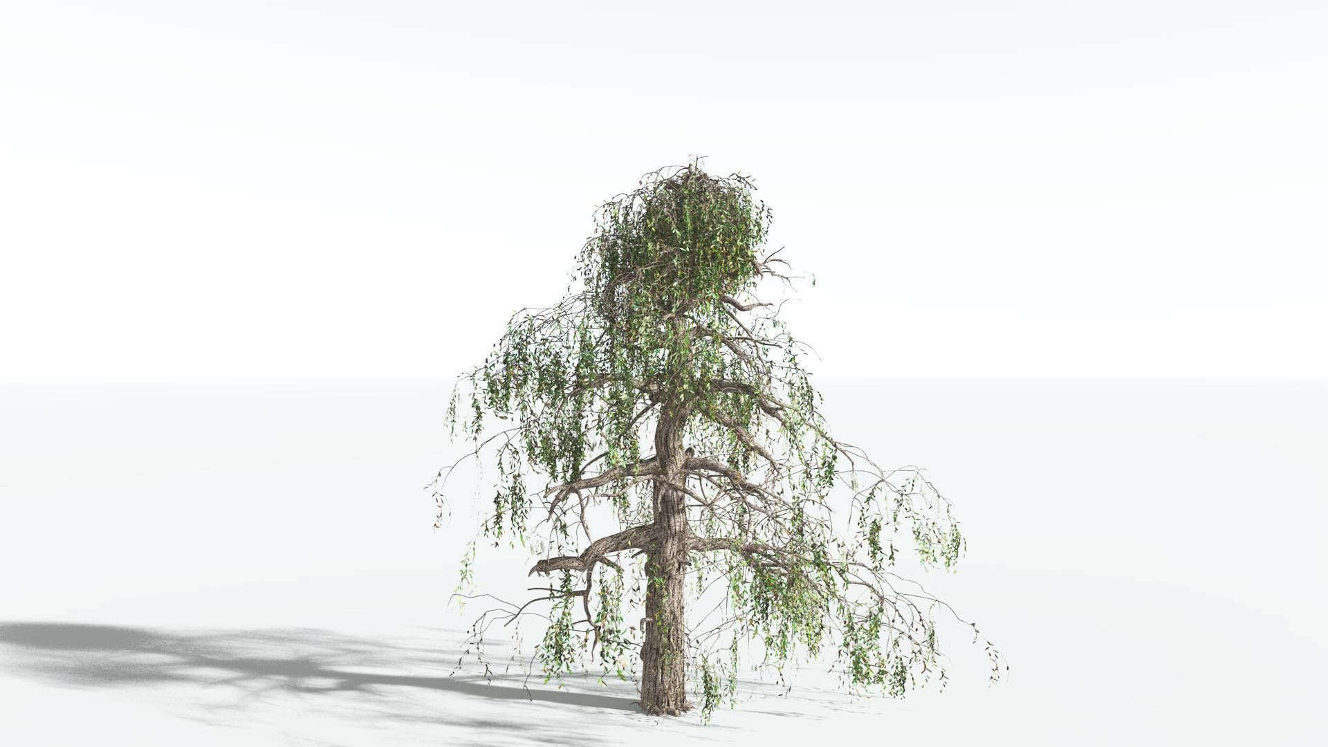 EVERYPlant Weeping Willow 3 --15 Models-- 3D model_15