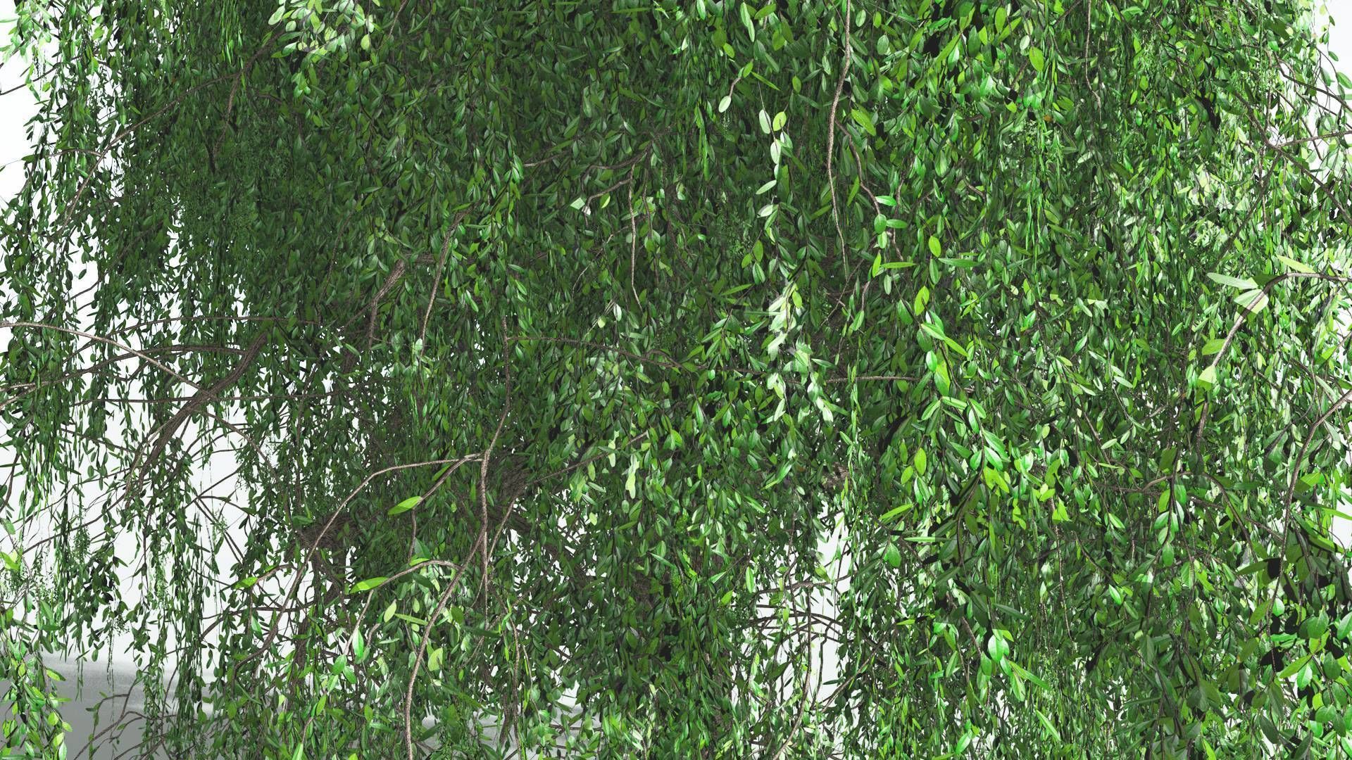EVERYPlant Weeping Willow 3 --15 Models-- 3D model_12