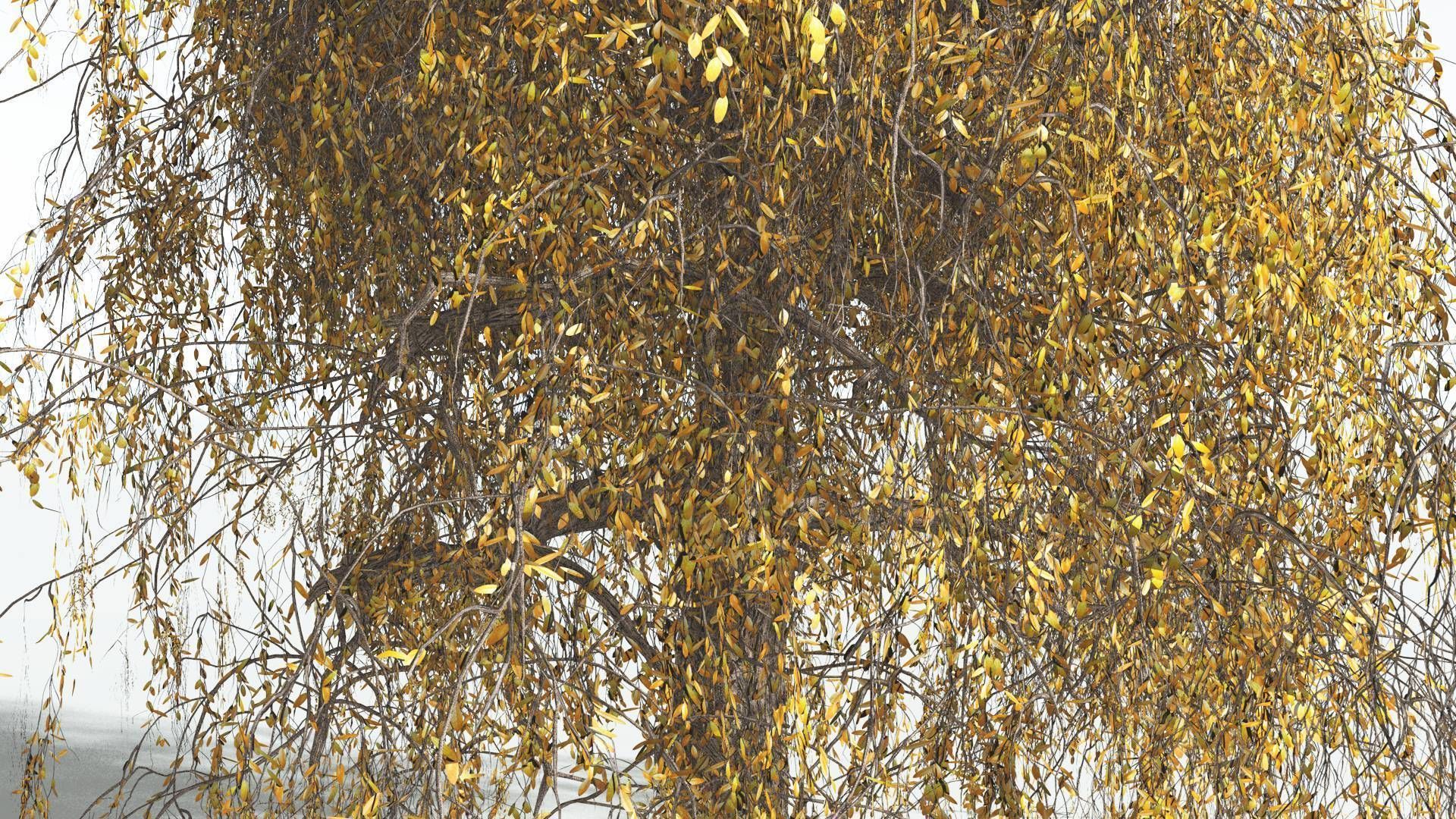 EVERYPlant Weeping Willow 3 --15 Models-- 3D model_8