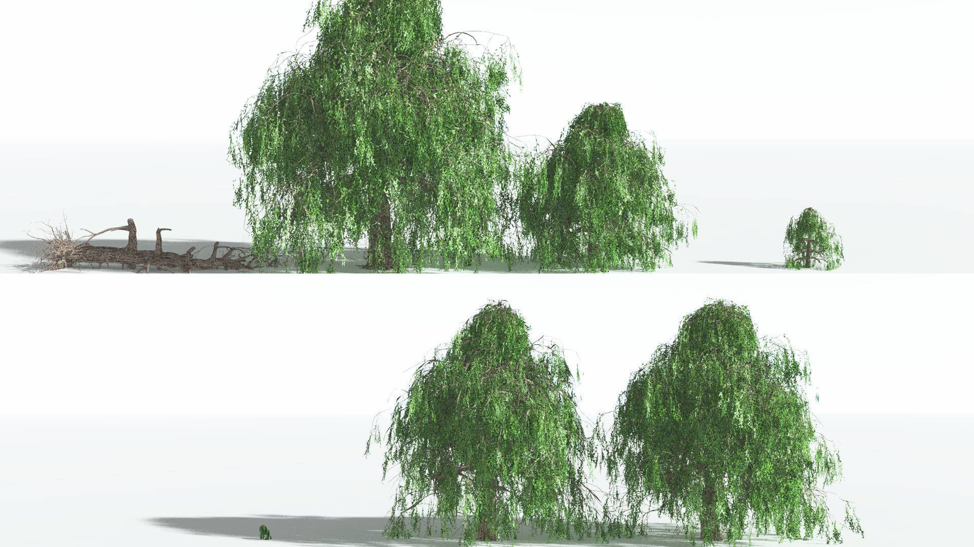 EVERYPlant Weeping Willow 3 --15 Models-- 3D model_2