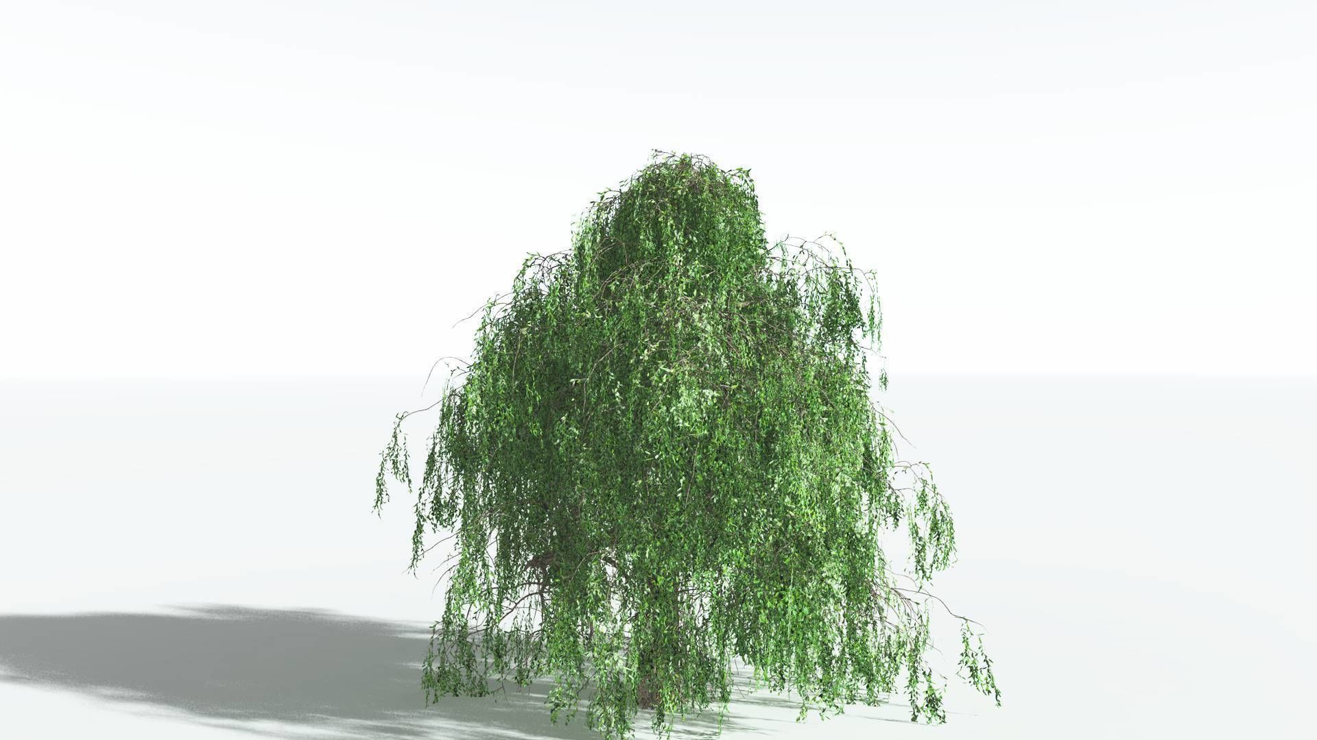 EVERYPlant Weeping Willow 3 --15 Models-- 3D model_31