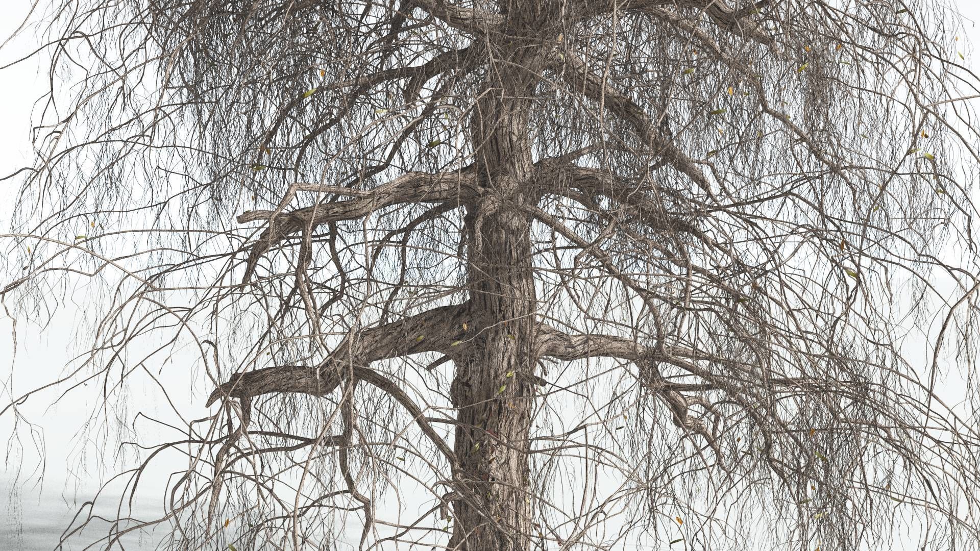 EVERYPlant Weeping Willow 3 --15 Models-- 3D model_10