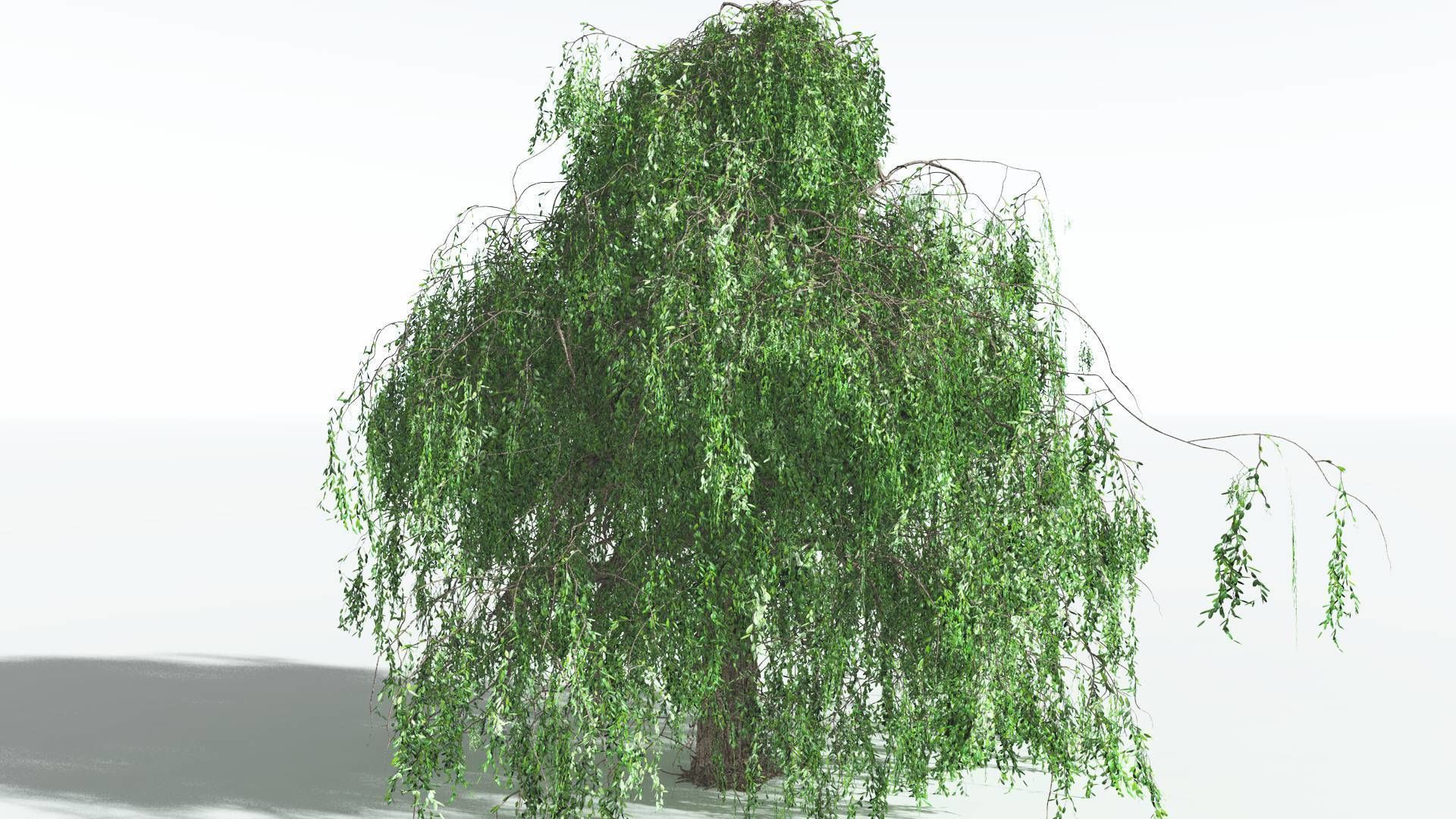 EVERYPlant Weeping Willow 3 --15 Models-- 3D model_21