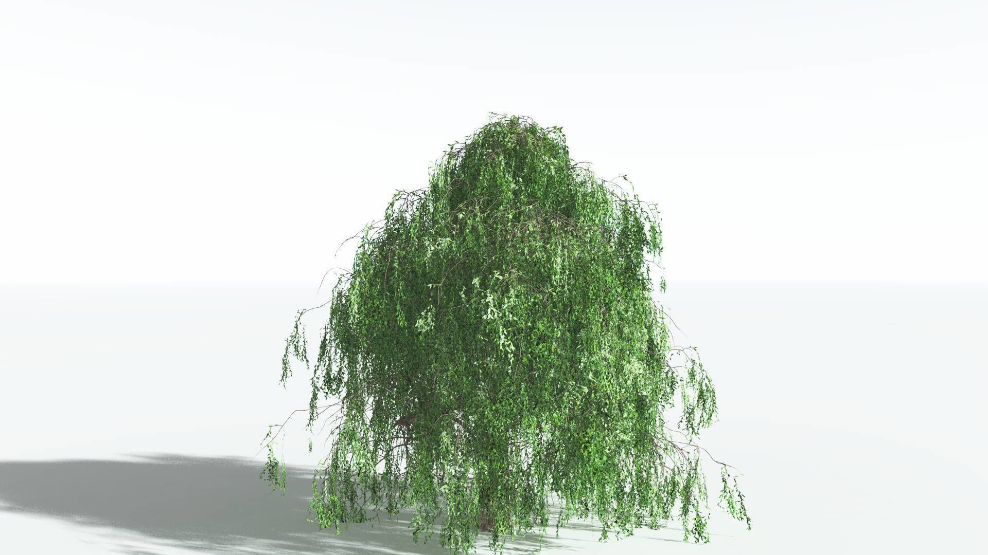 EVERYPlant Weeping Willow 3 --15 Models-- 3D model_11