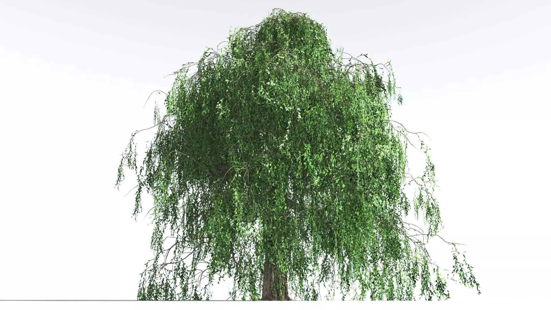 EVERYPlant Weeping Willow 3 --15 Models-- 3D model_0