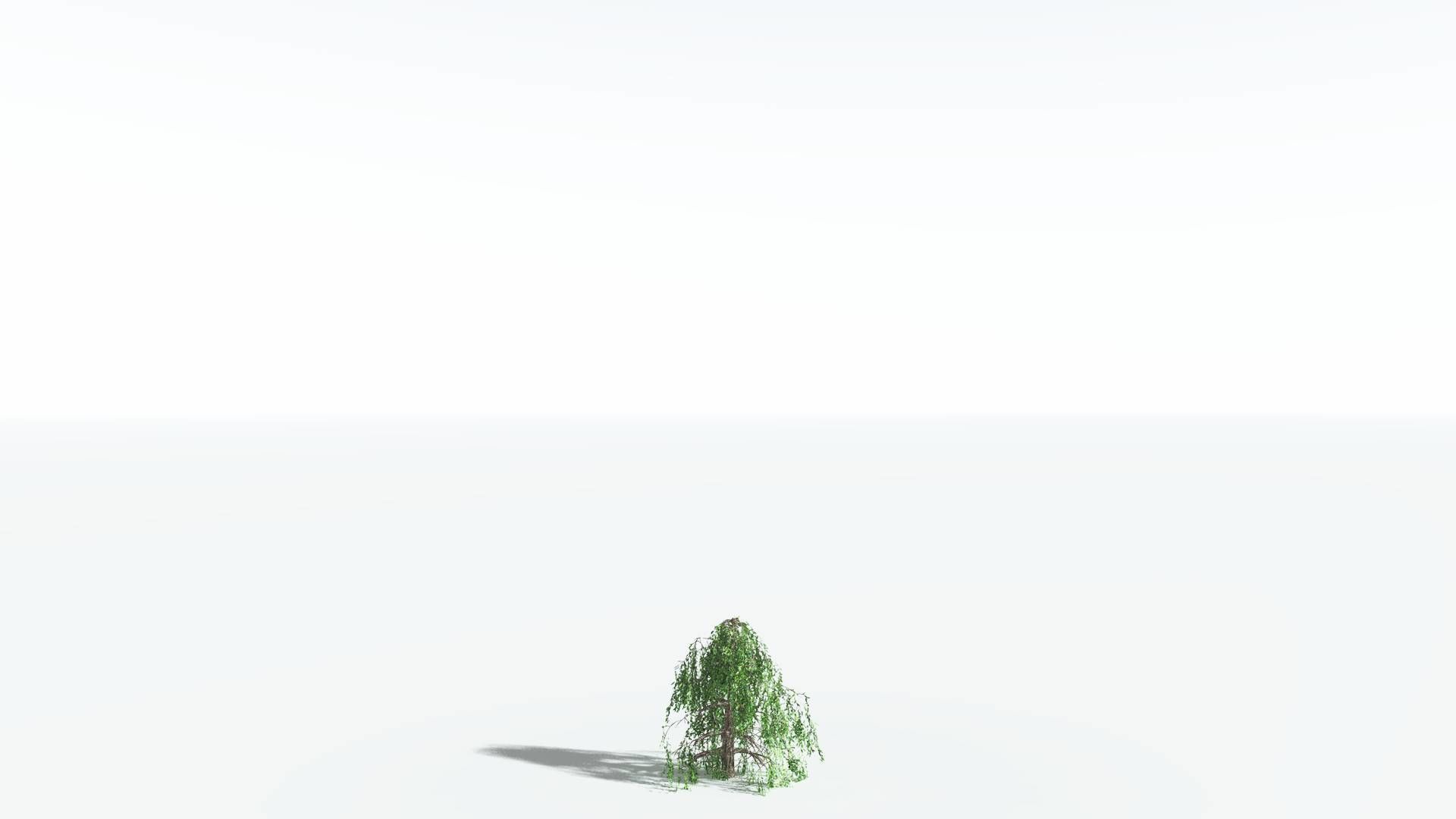 EVERYPlant Weeping Willow 3 --15 Models-- 3D model_25