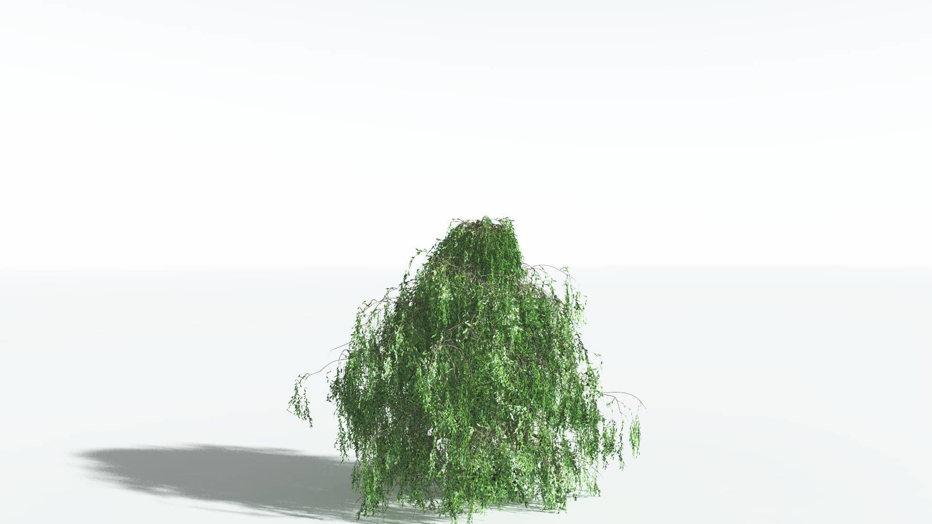 EVERYPlant Weeping Willow 3 --15 Models-- 3D model_23