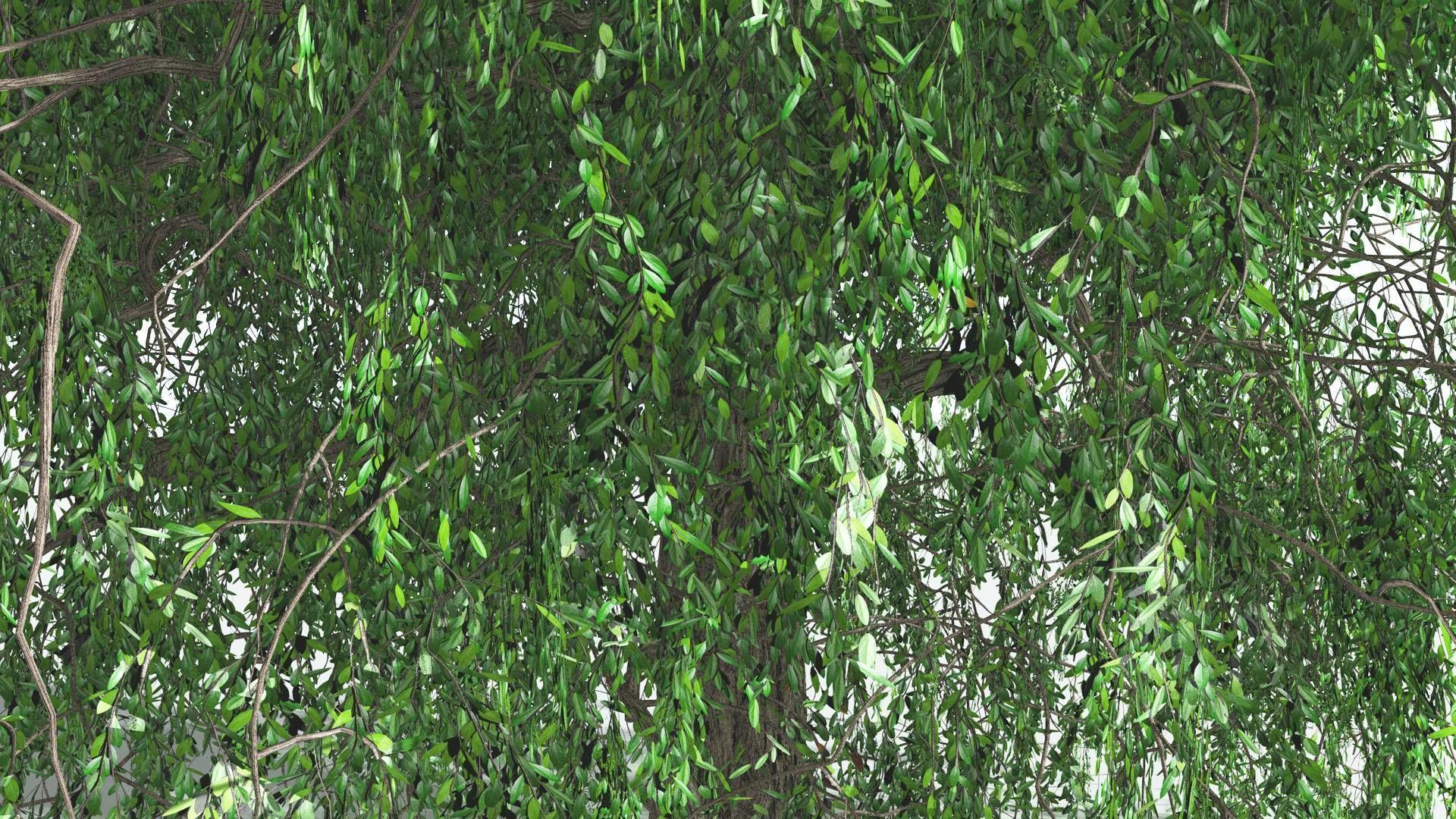 EVERYPlant Weeping Willow 3 --15 Models-- 3D model_22