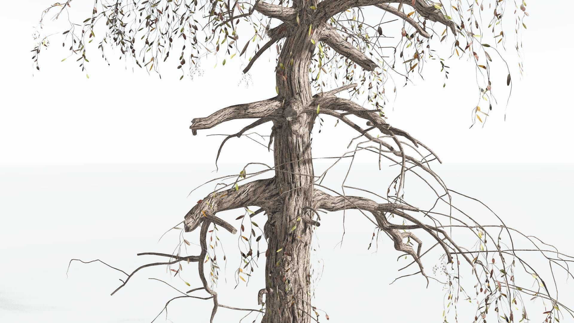 EVERYPlant Weeping Willow 3 --15 Models-- 3D model_18