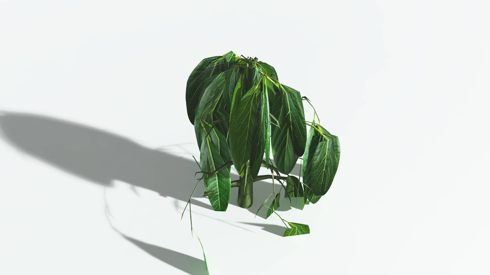 EVERYPlant Weeping Willow 3 --15 Models-- 3D model_28