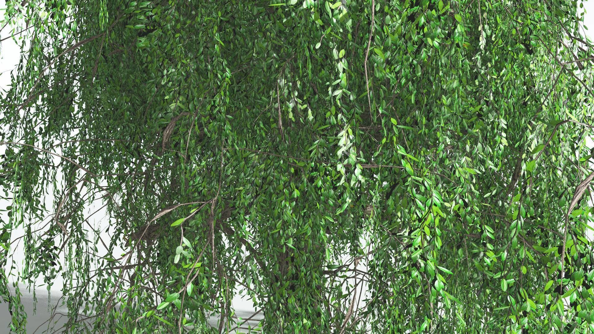 EVERYPlant Weeping Willow 3 --15 Models-- 3D model_30