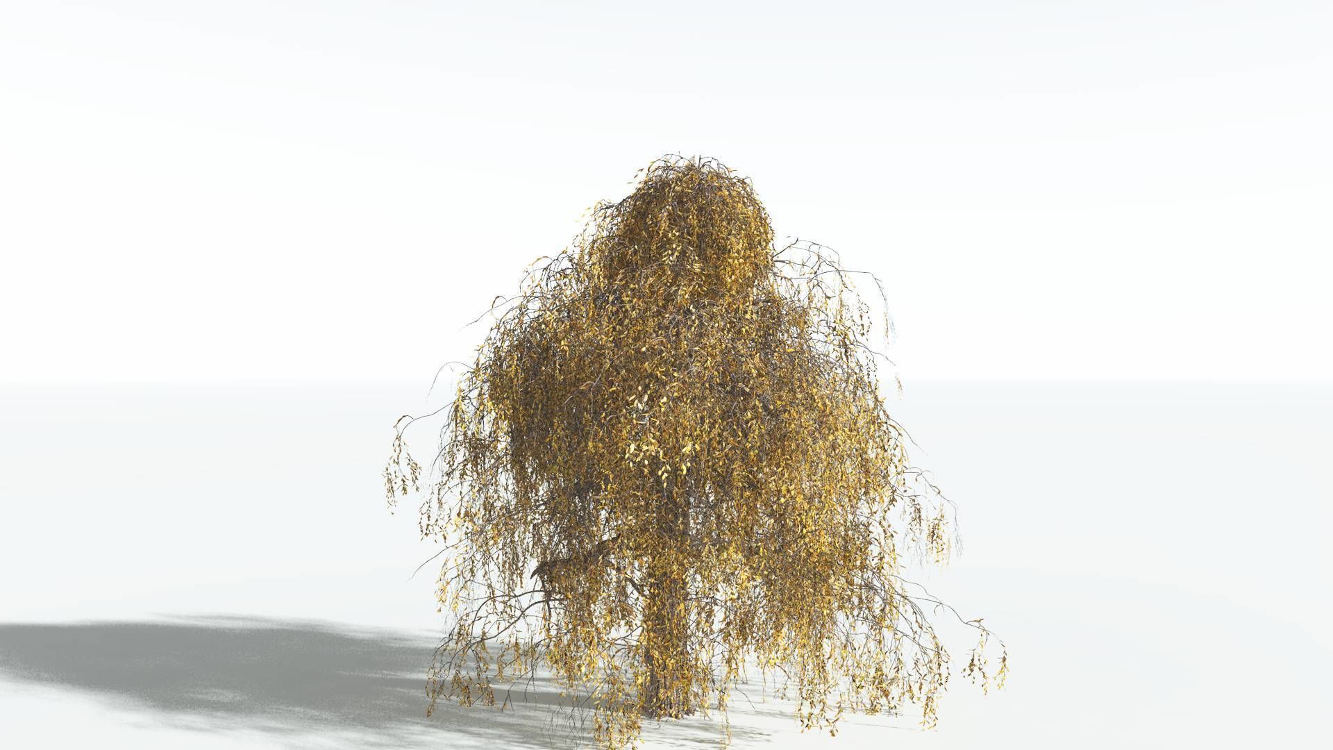 EVERYPlant Weeping Willow 3 --15 Models-- 3D model_7