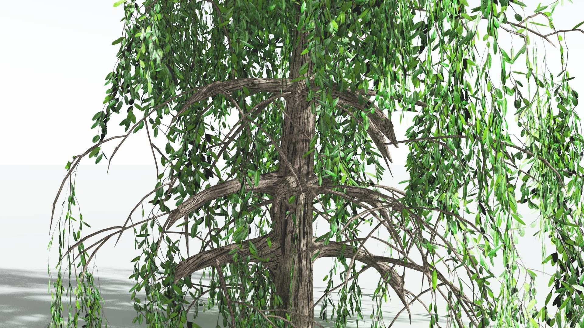 EVERYPlant Weeping Willow 3 --15 Models-- 3D model_26