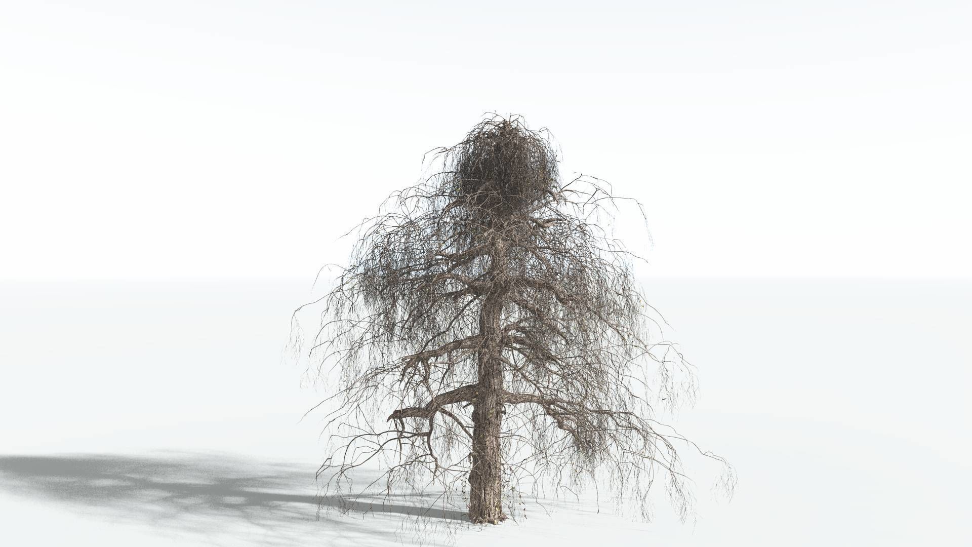EVERYPlant Weeping Willow 3 --15 Models-- 3D model_9