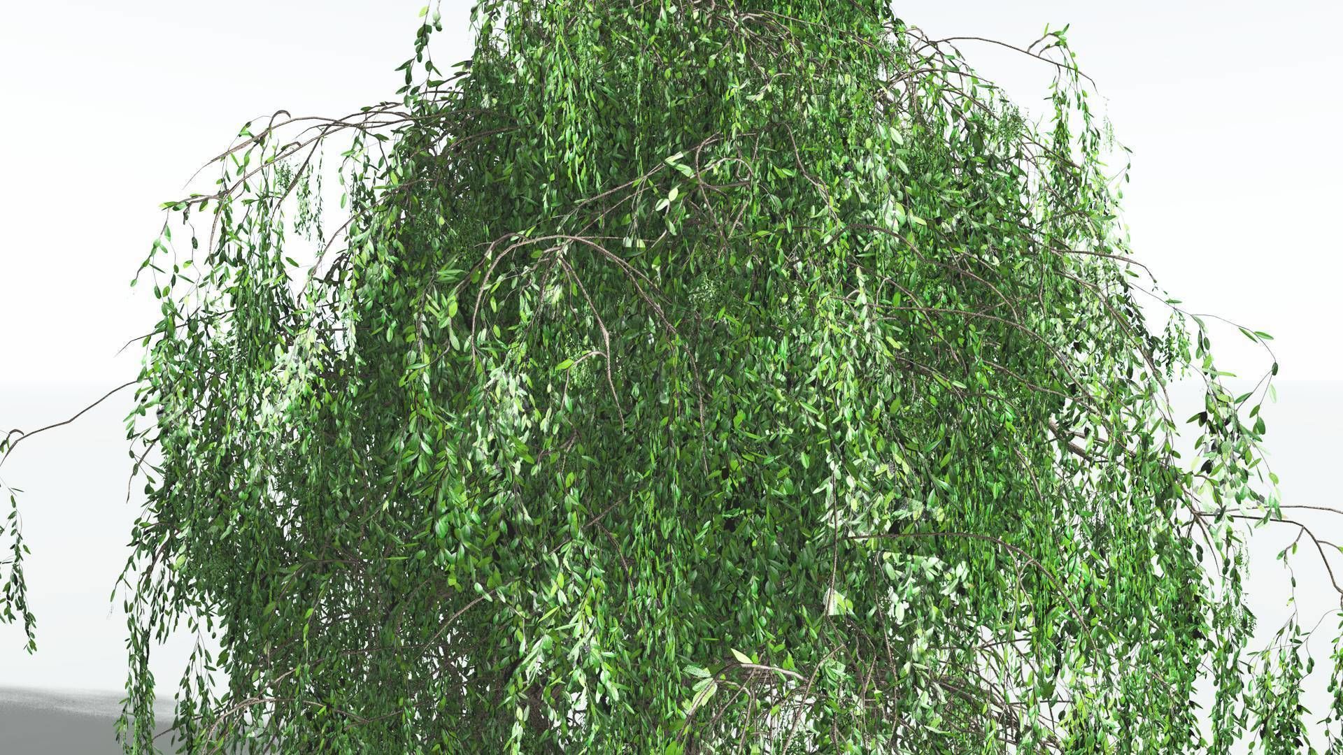 EVERYPlant Weeping Willow 3 --15 Models-- 3D model_24