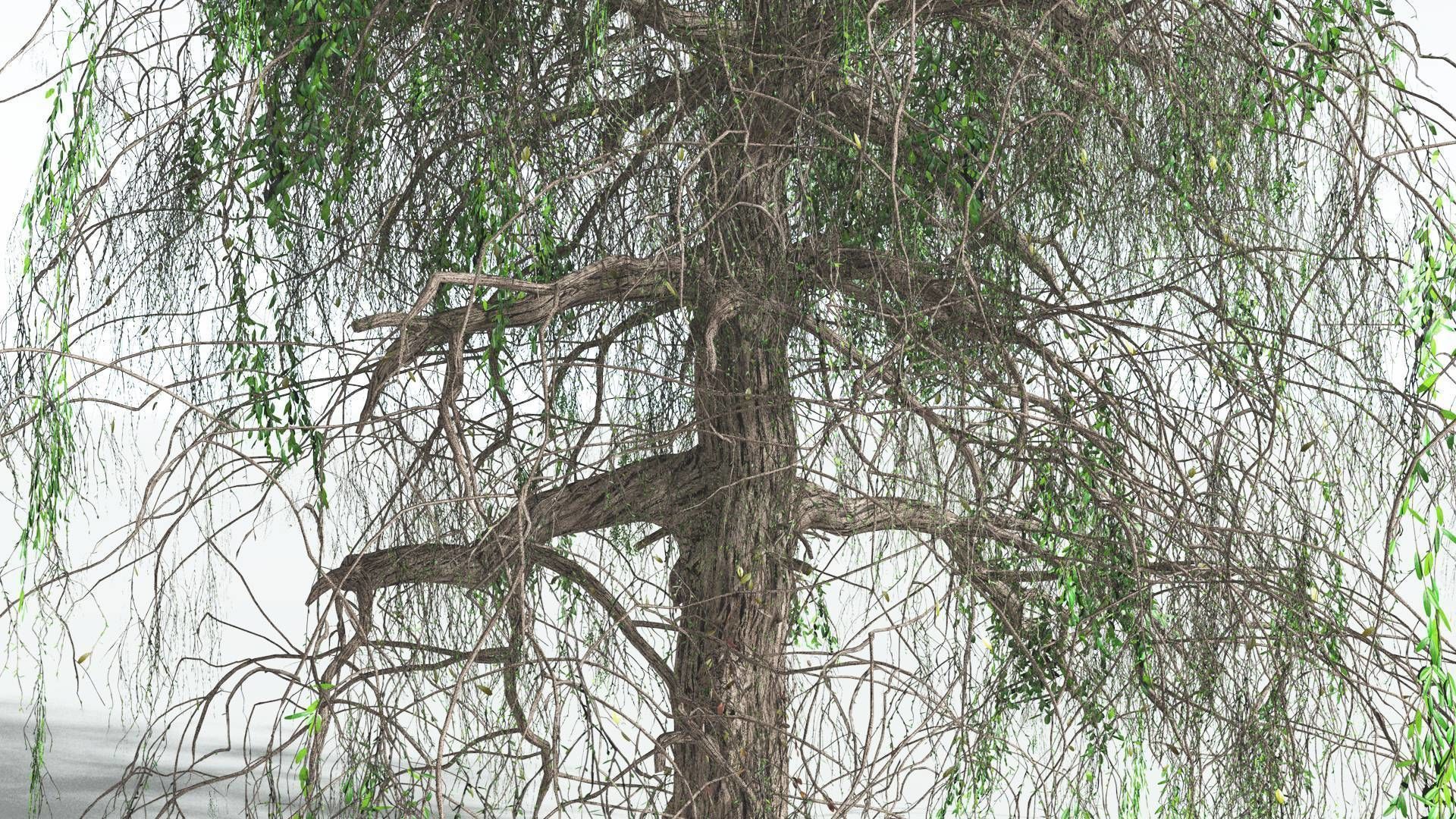 EVERYPlant Weeping Willow 3 --15 Models-- 3D model_6
