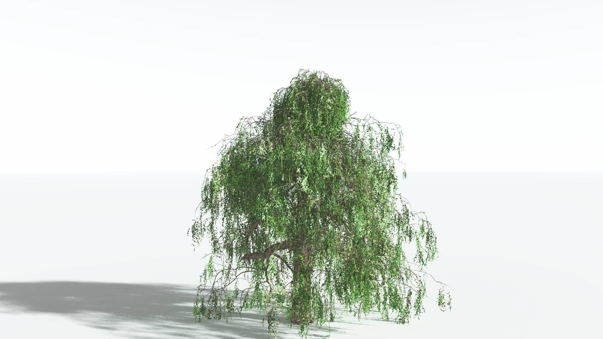 EVERYPlant Weeping Willow 3 --15 Models-- 3D model_13