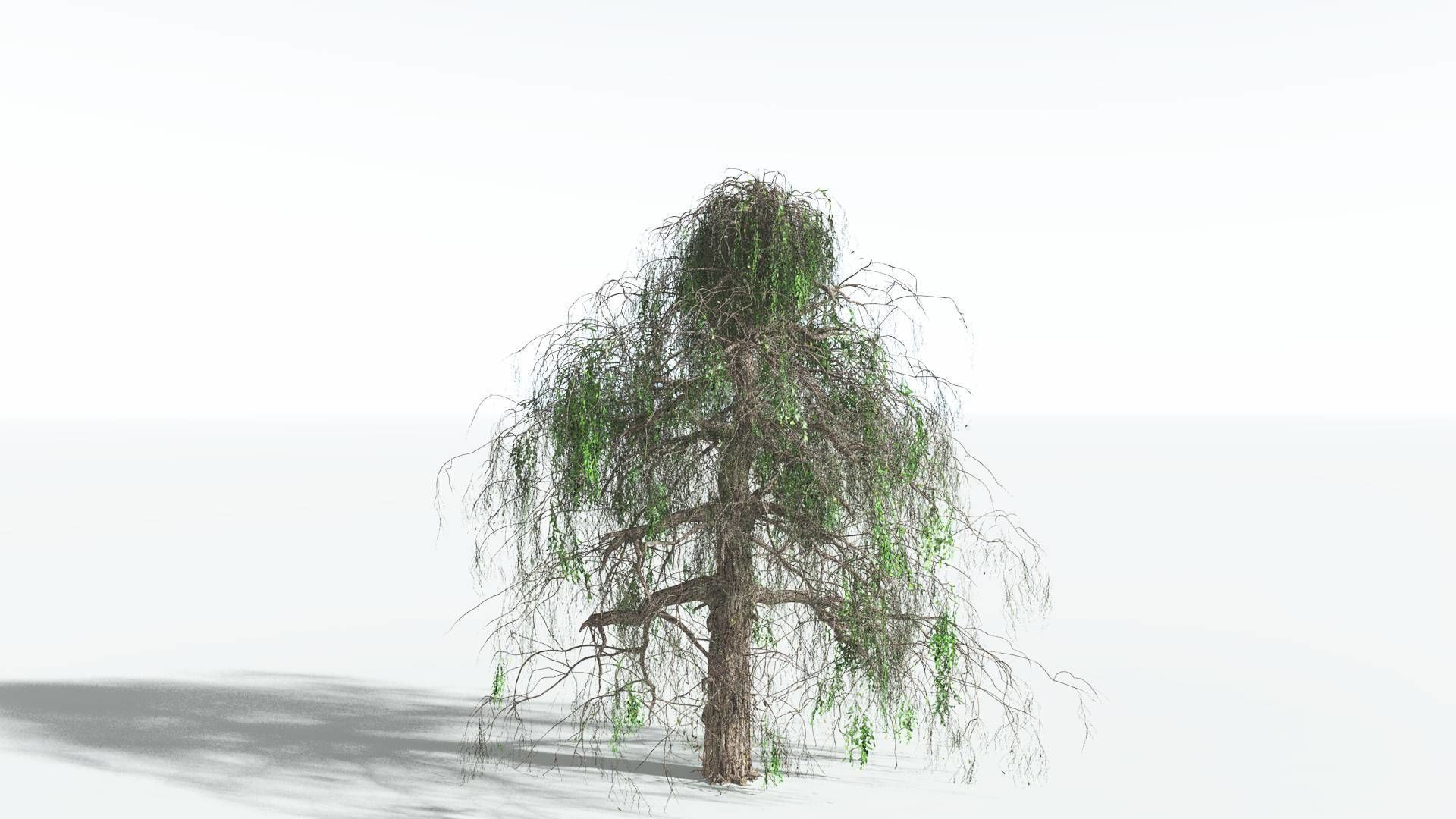 EVERYPlant Weeping Willow 3 --15 Models-- 3D model_5