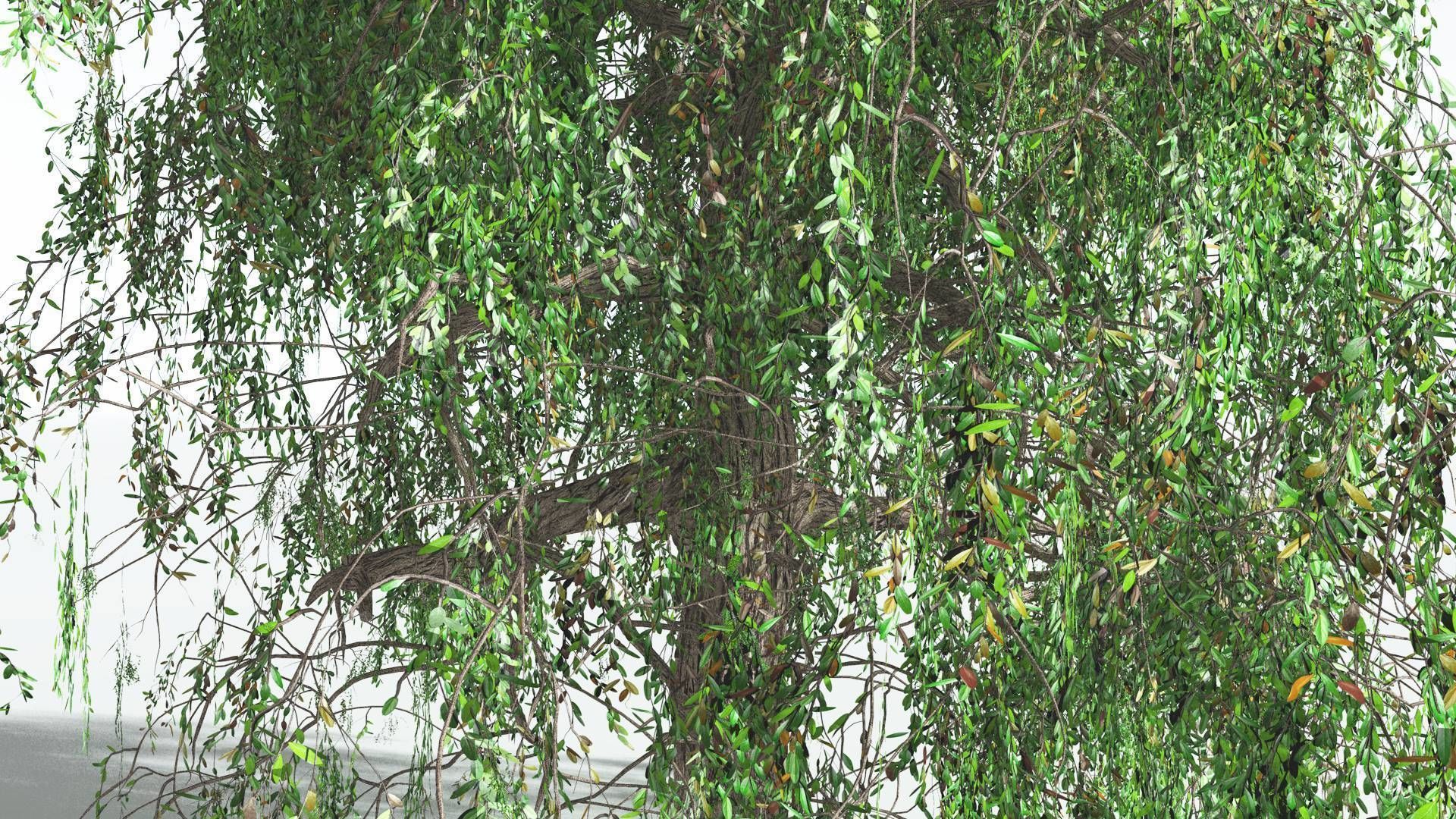EVERYPlant Weeping Willow 3 --15 Models-- 3D model_14
