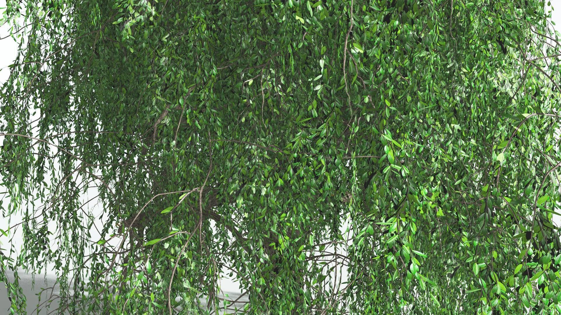 EVERYPlant Weeping Willow 3 --15 Models-- 3D model_32