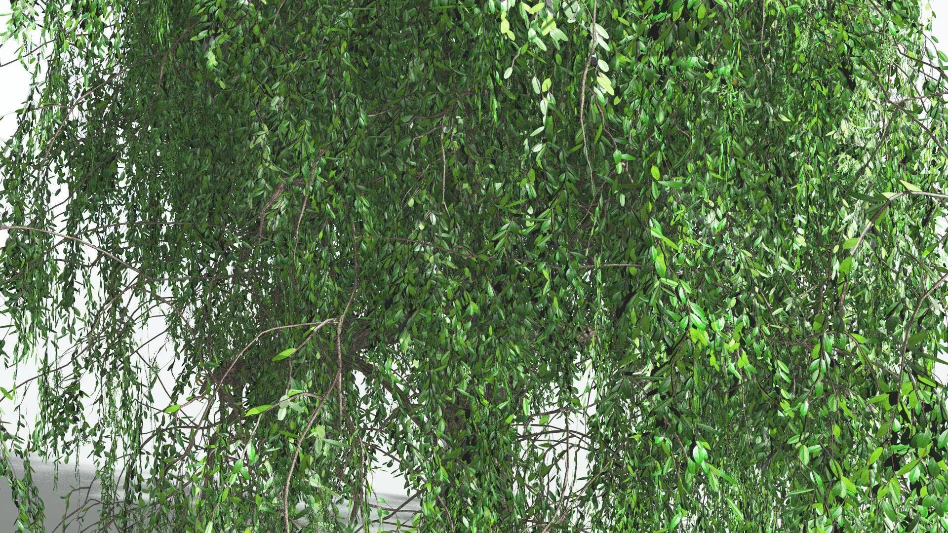 EVERYPlant Weeping Willow 3 --15 Models-- 3D model_4