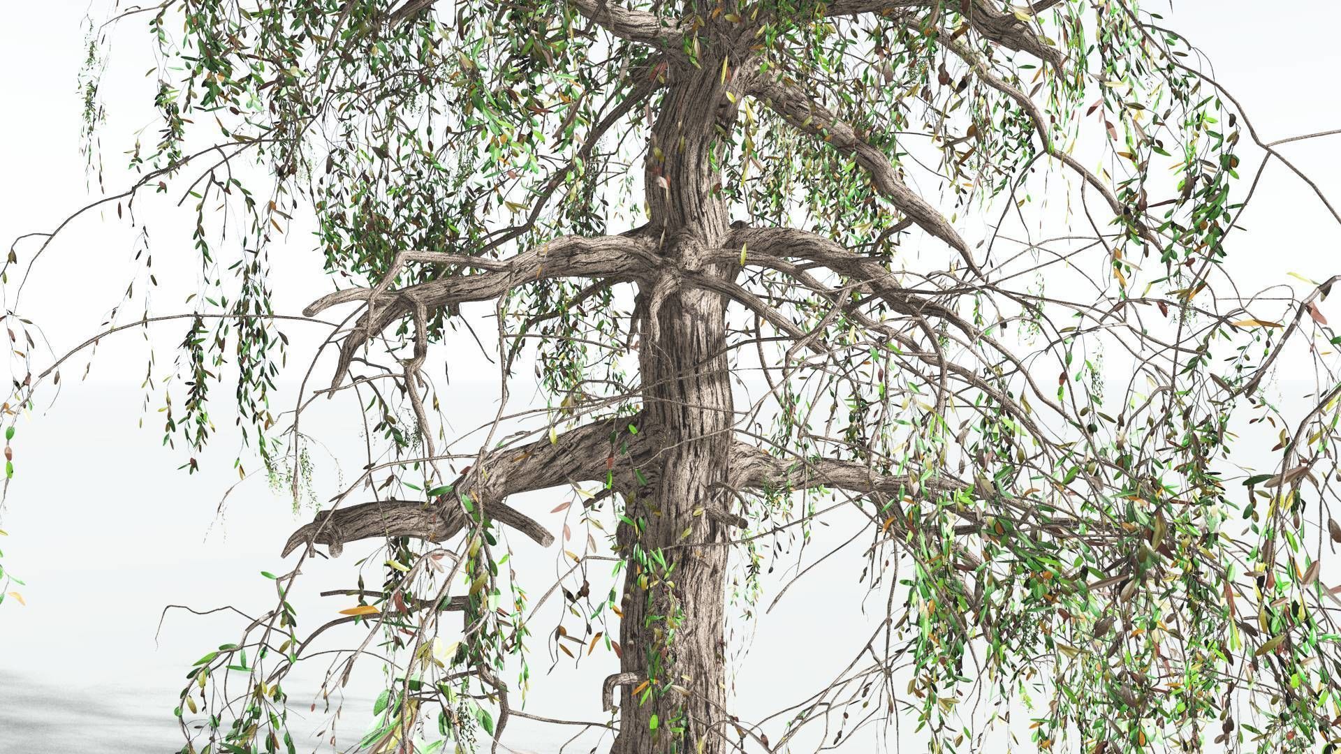 EVERYPlant Weeping Willow 3 --15 Models-- 3D model_16