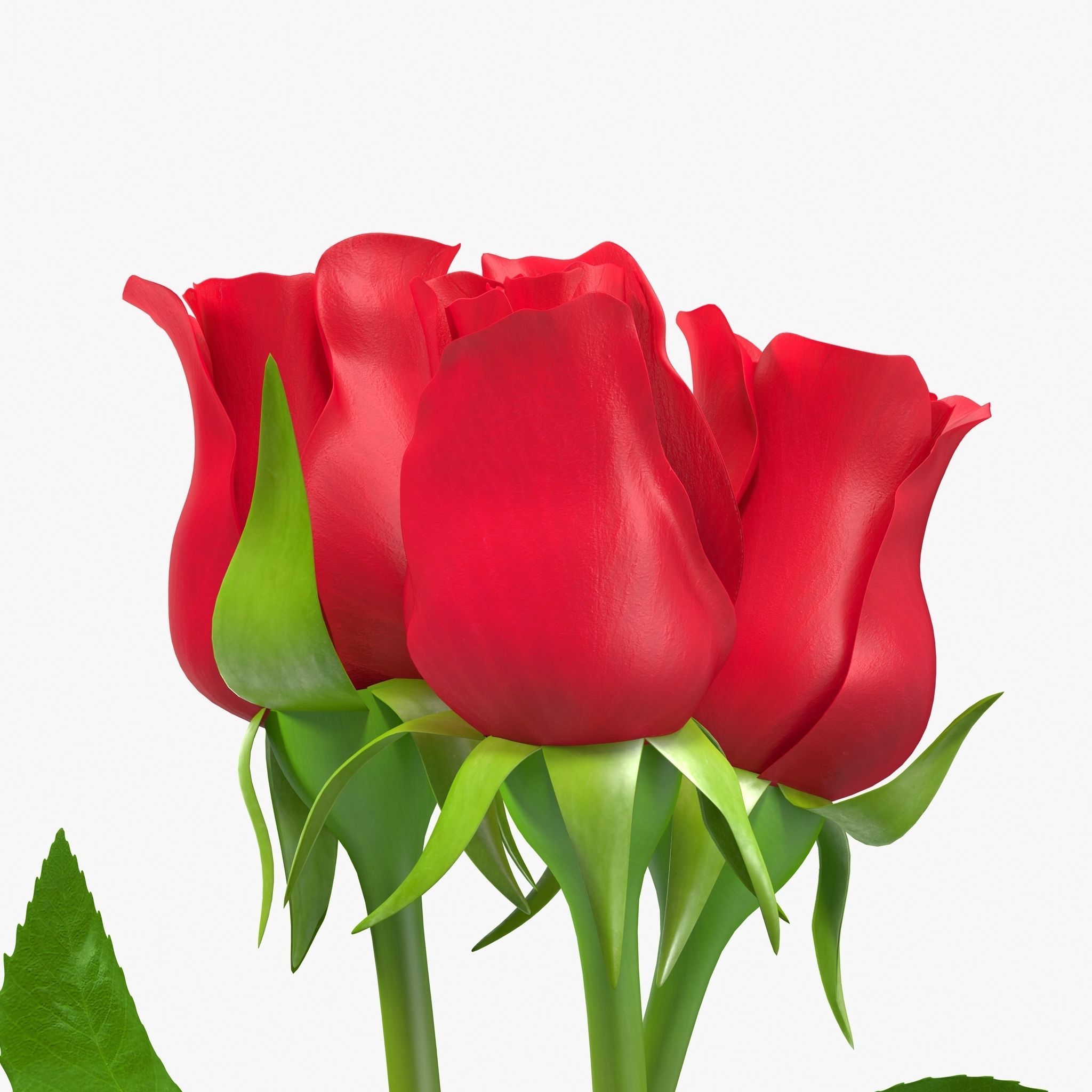 Rose Bouquet Low-poly 3D model_9
