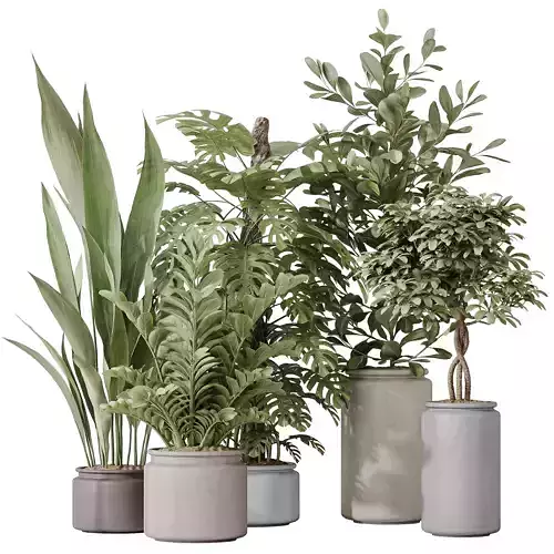 Indoor Plants Set 42