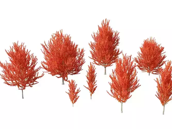 Acer x freemanii - Freeman maple 01 3D model