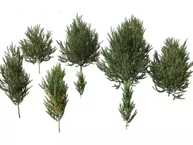 Acer x freemanii - Freeman maple 02