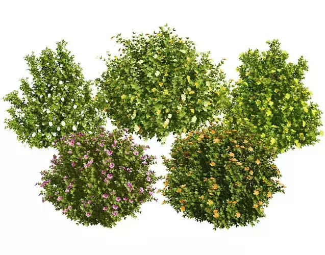 Potentilla Fruticosa Varieties 3D model