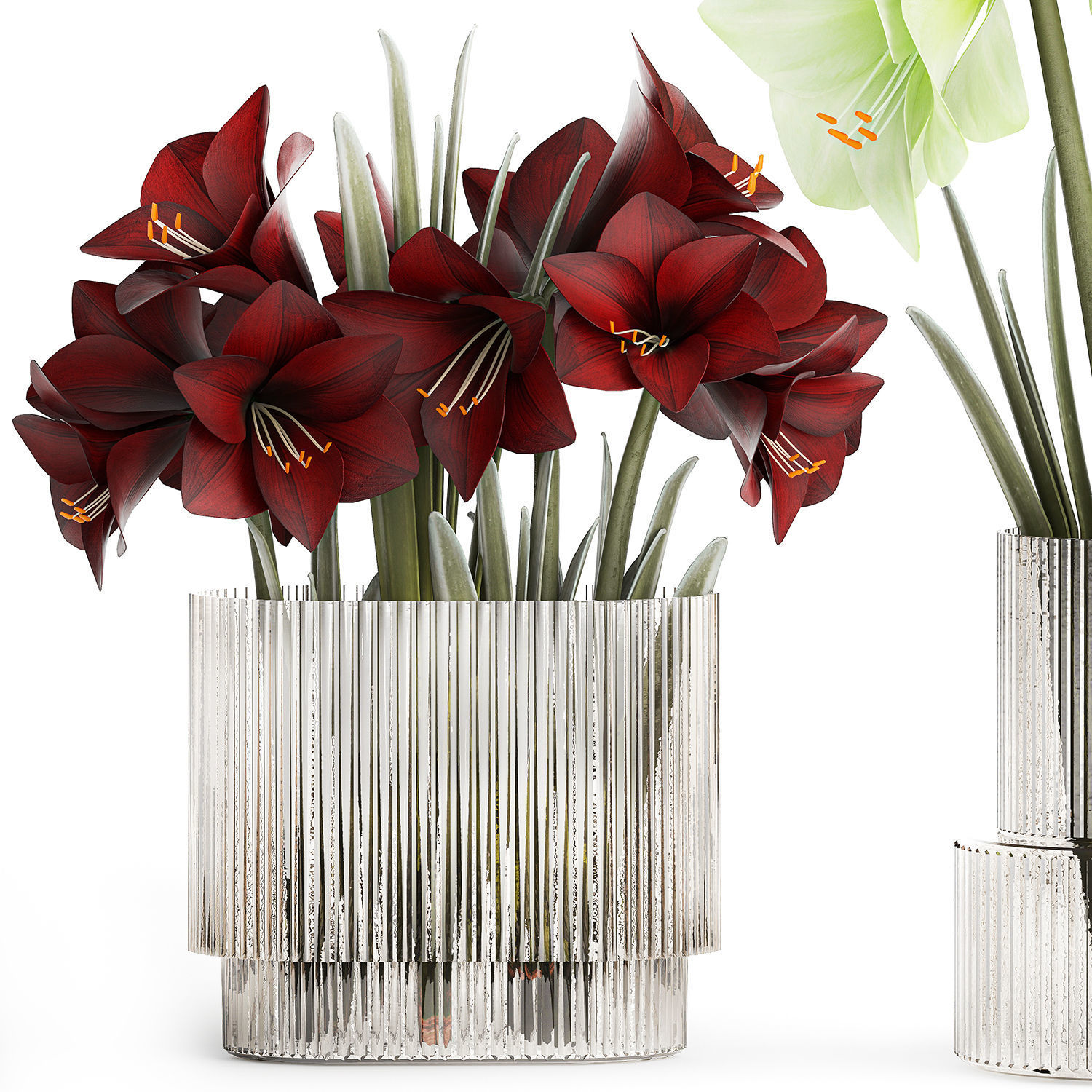 Realistic bouquets of white red Hippeastrum flowers 383 3D model_13