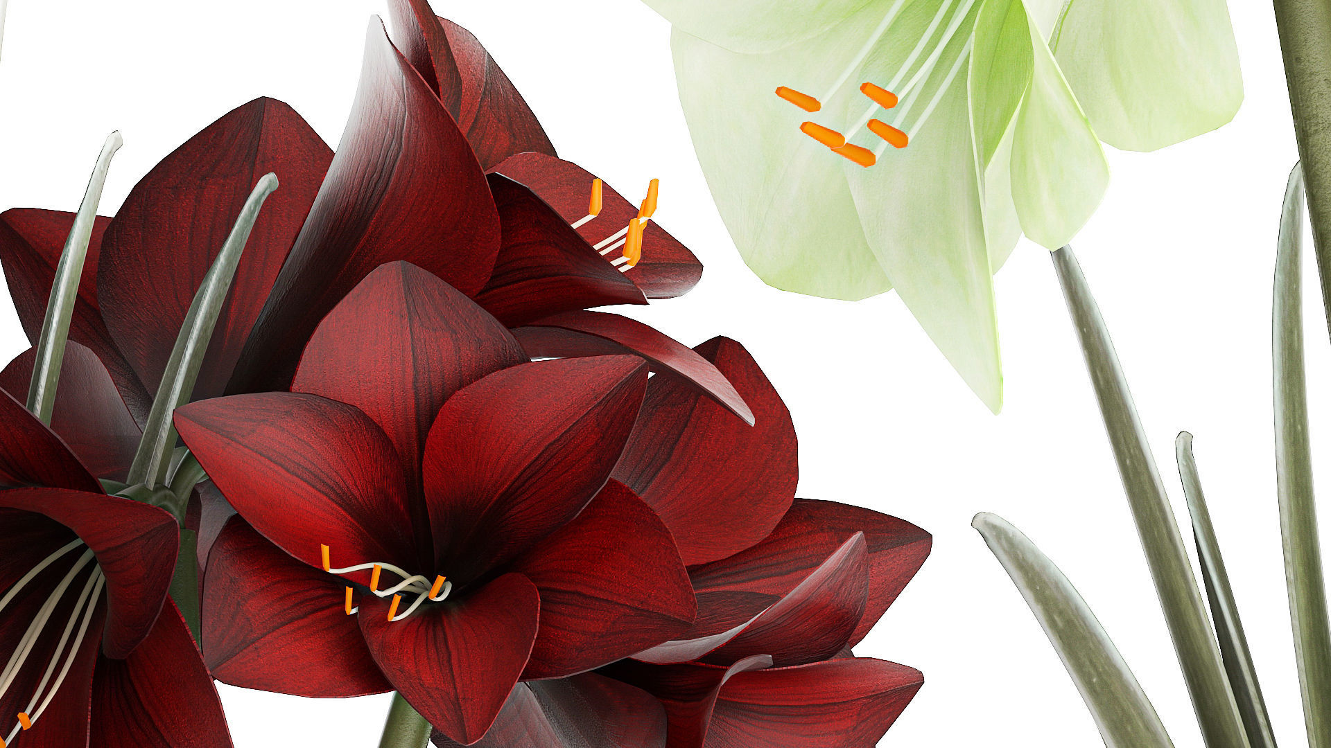 Realistic bouquets of white red Hippeastrum flowers 383 3D model_5