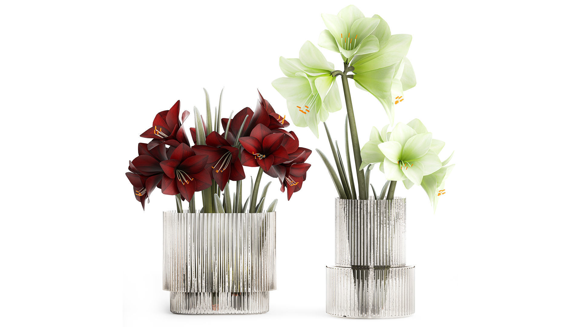 Realistic bouquets of white red Hippeastrum flowers 383 3D model_1