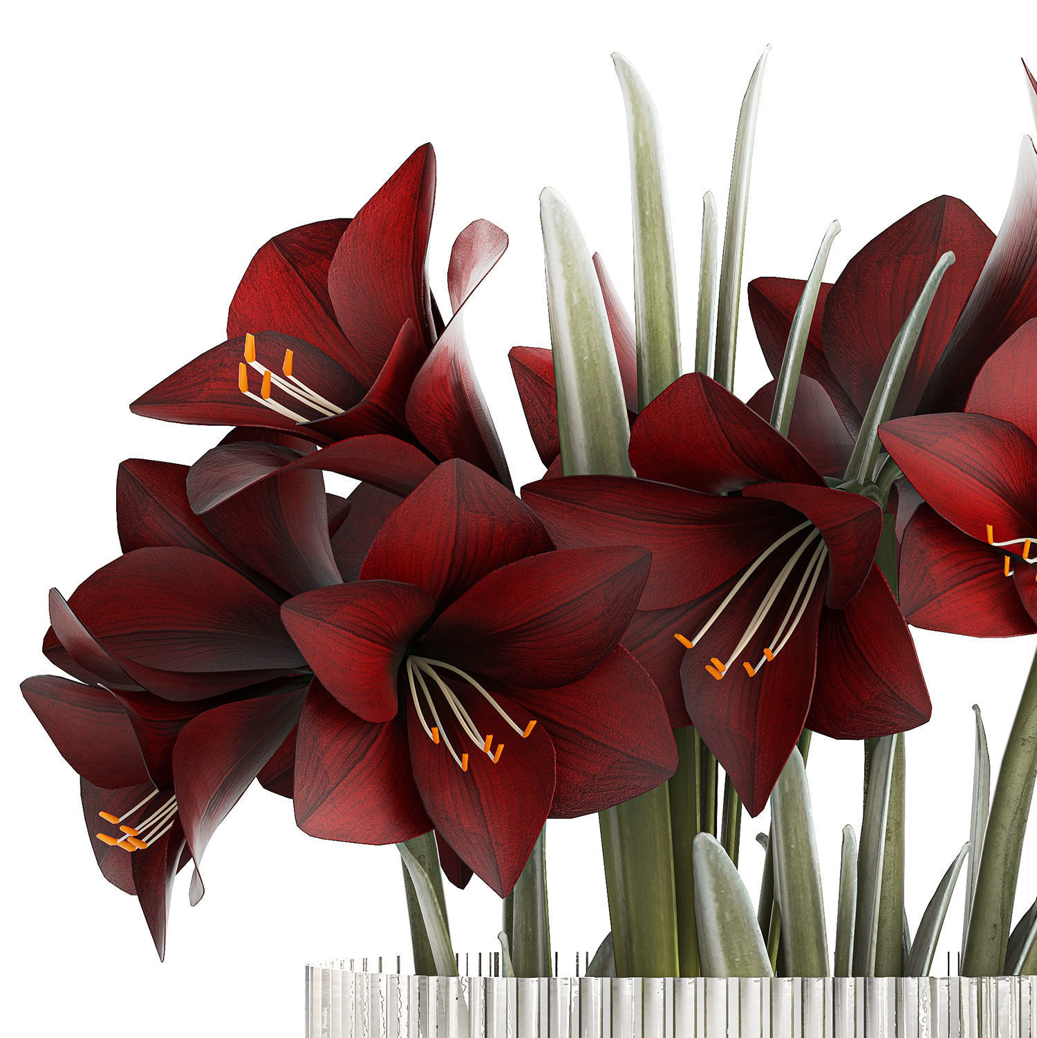 Realistic bouquets of white red Hippeastrum flowers 383 3D model_10