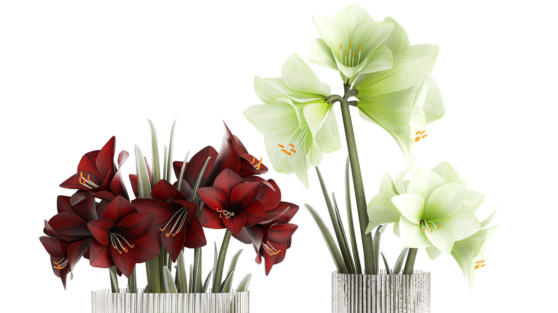 Realistic bouquets of white red Hippeastrum flowers 383 3D model_2