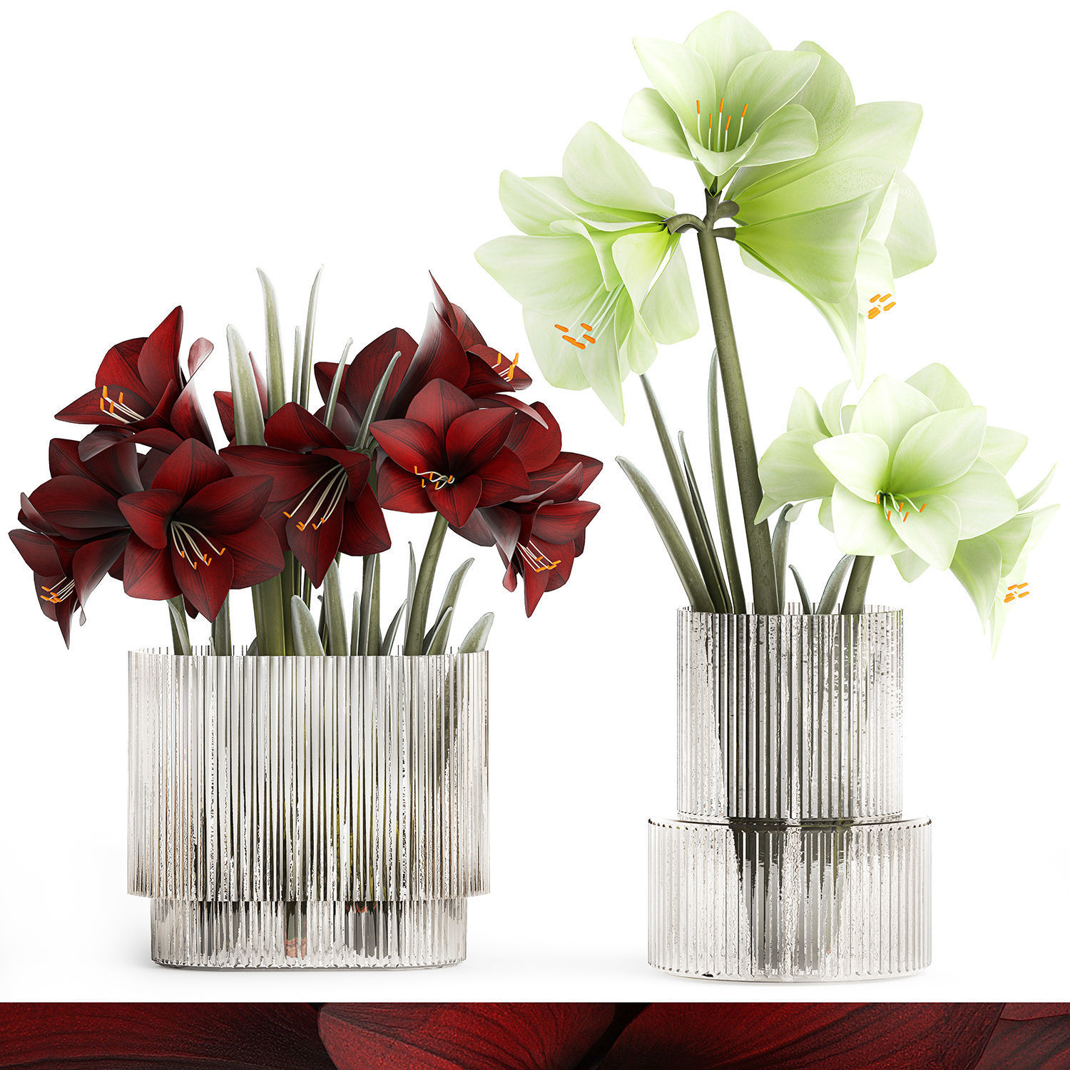 Realistic bouquets of white red Hippeastrum flowers 383 3D model_8