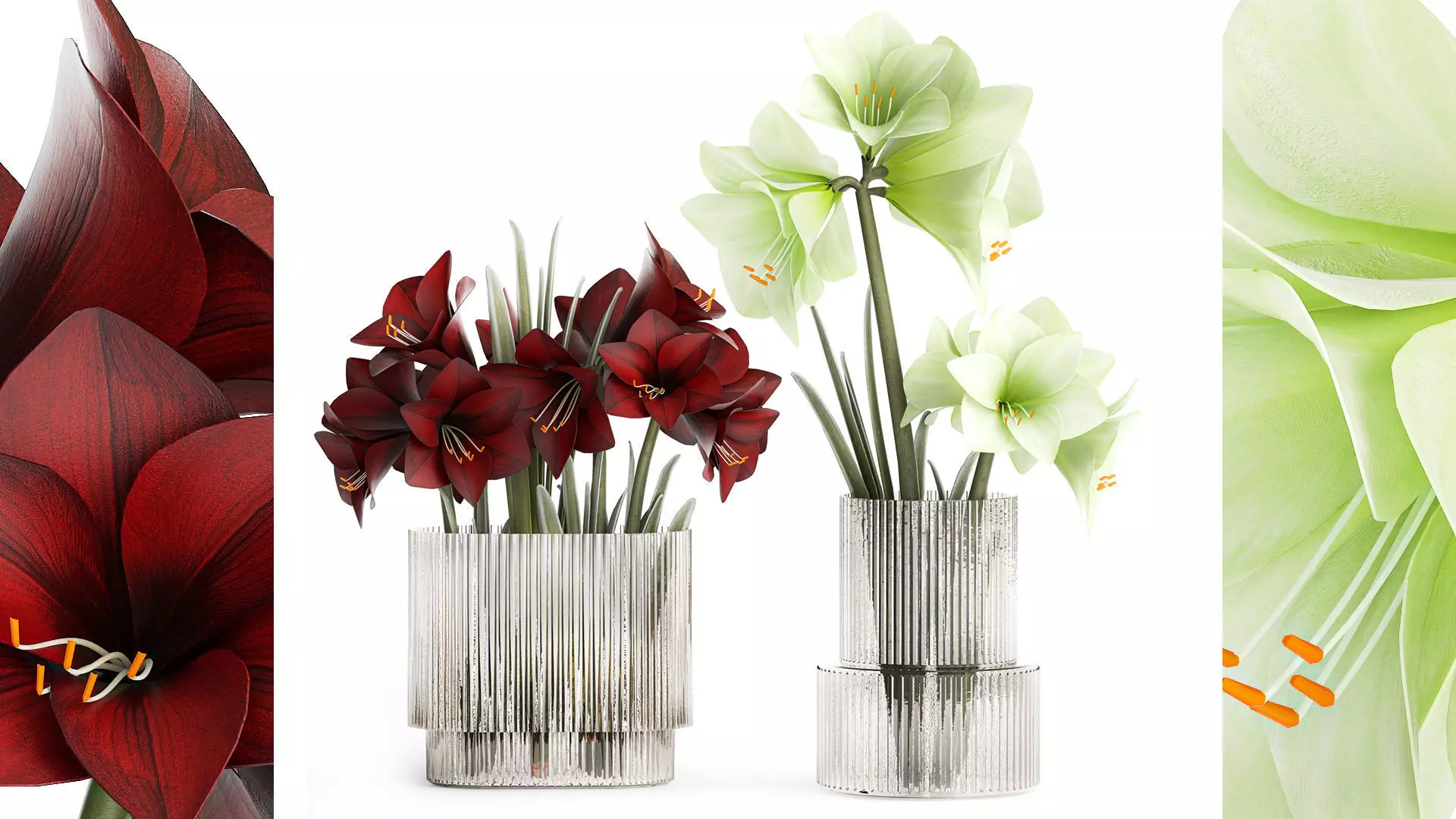 Realistic bouquets of white red Hippeastrum flowers 383 3D model_0