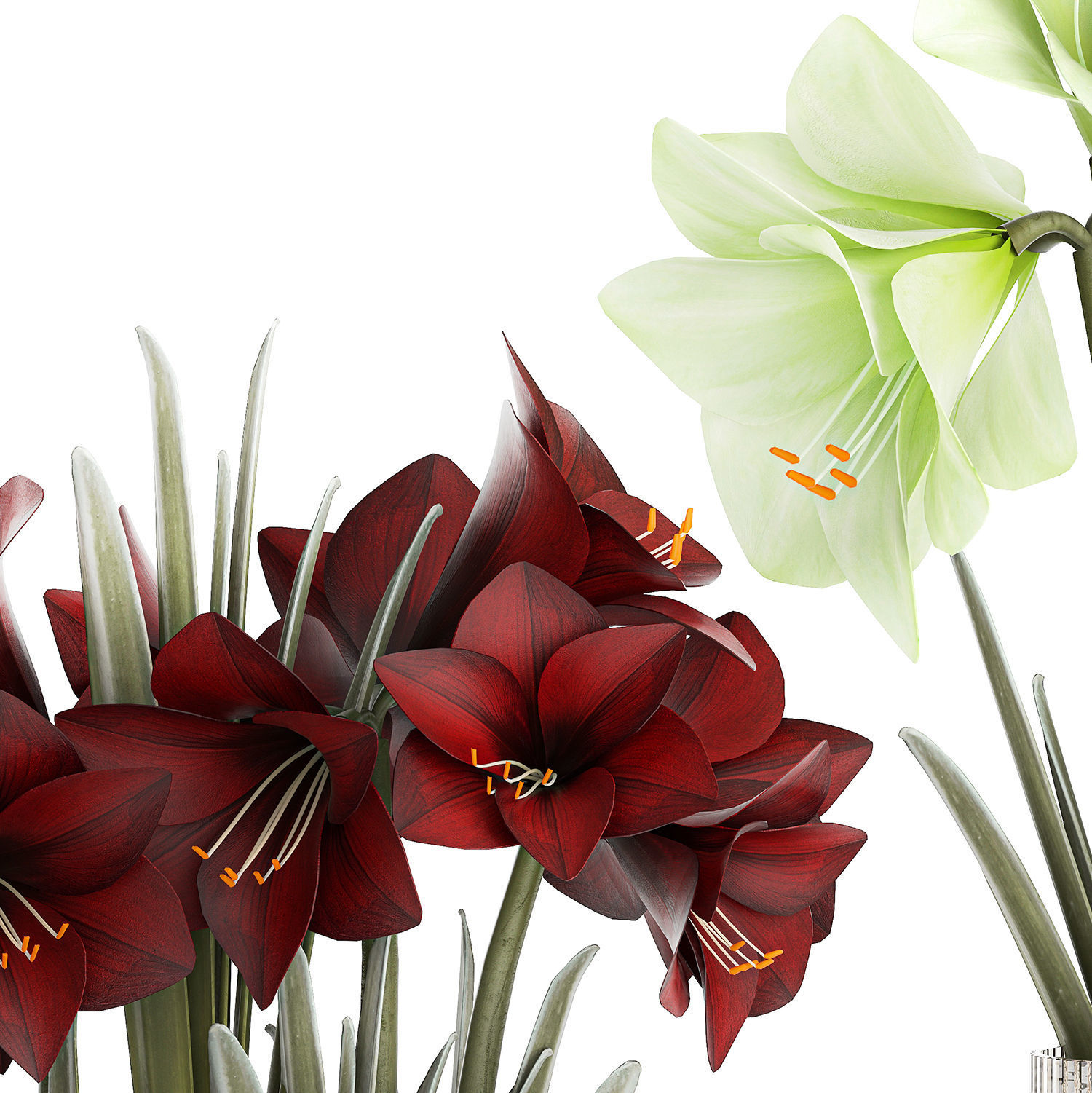 Realistic bouquets of white red Hippeastrum flowers 383 3D model_14