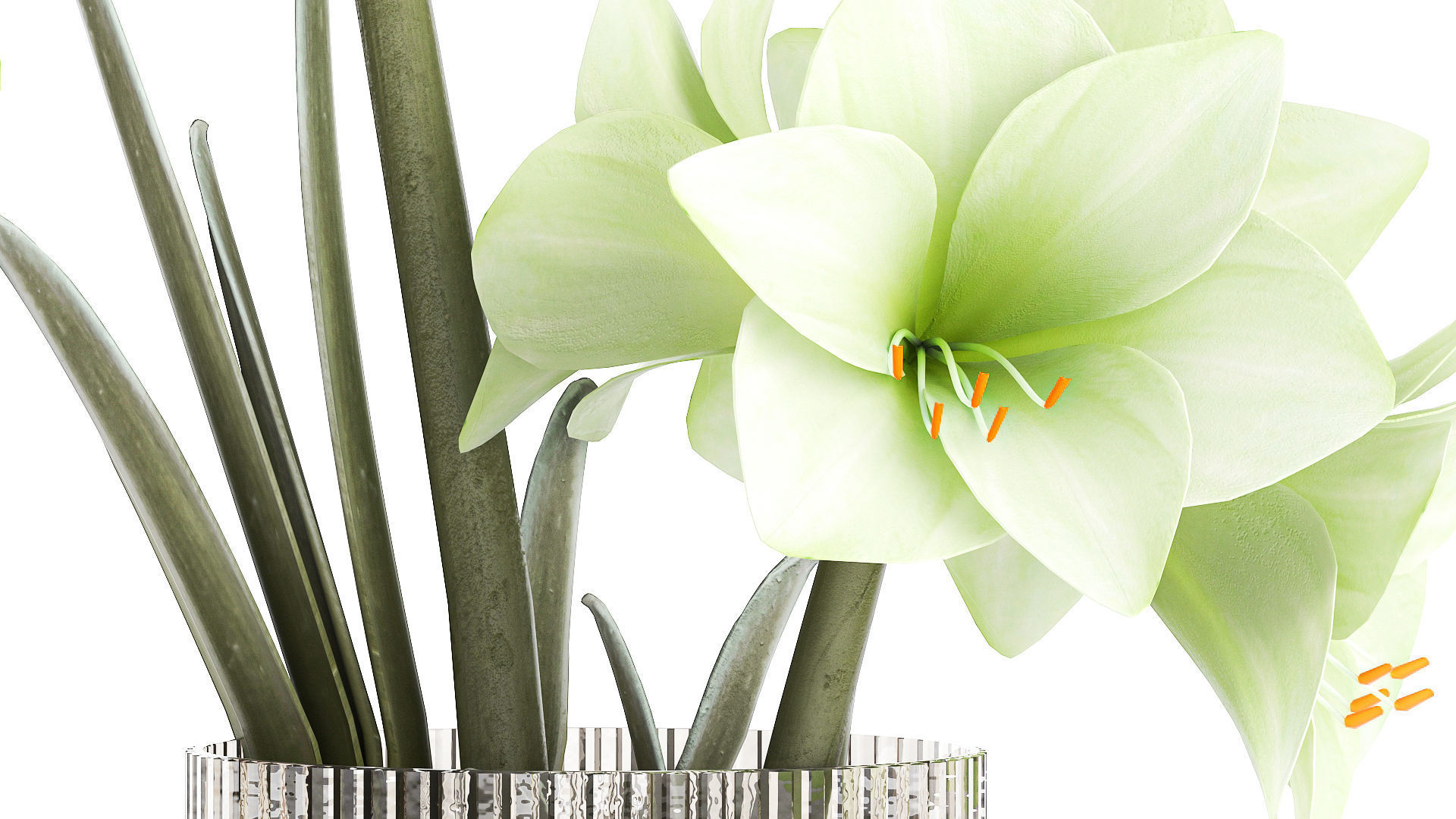 Realistic bouquets of white red Hippeastrum flowers 383 3D model_6