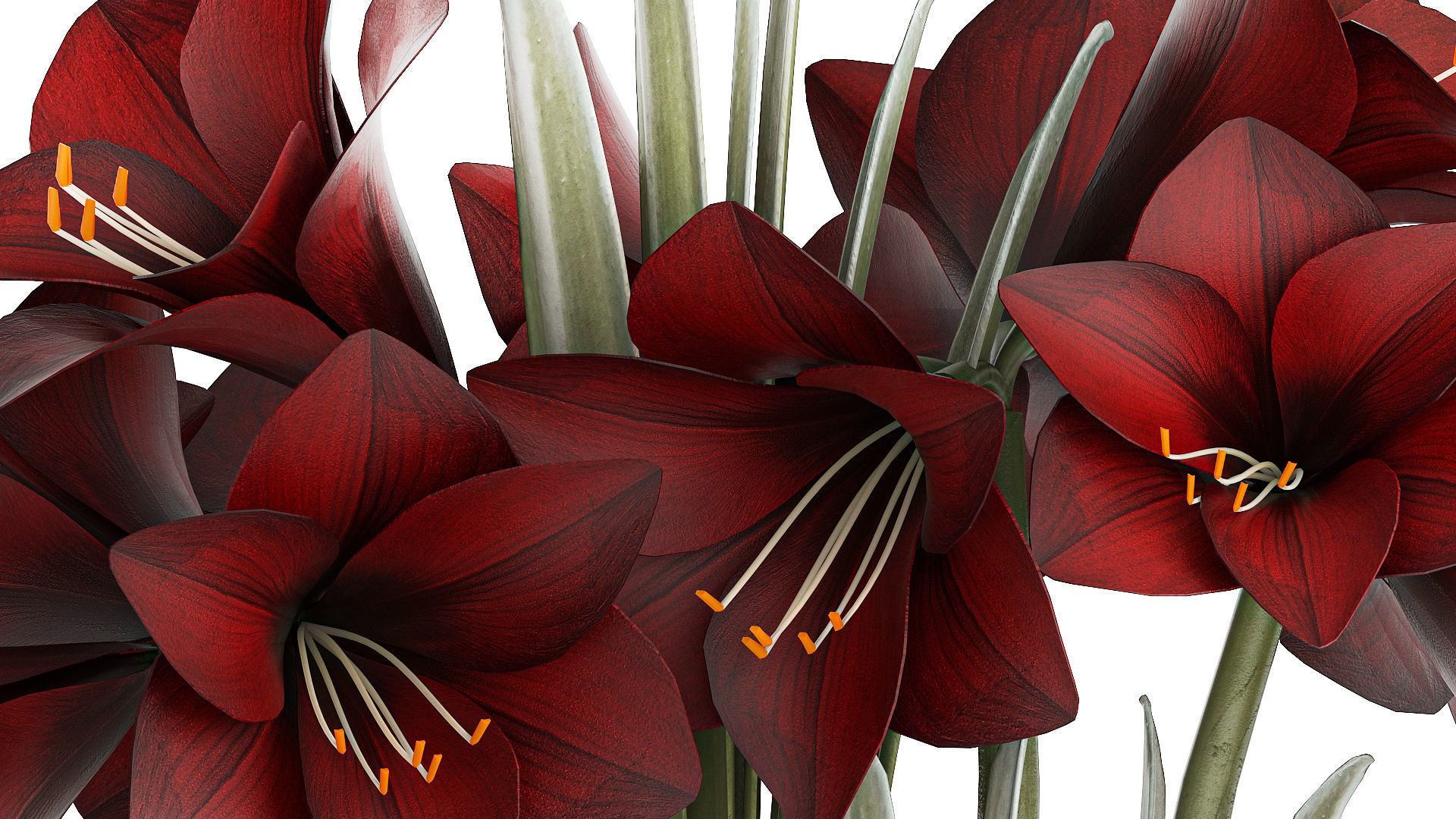 Realistic bouquets of white red Hippeastrum flowers 383 3D model_7