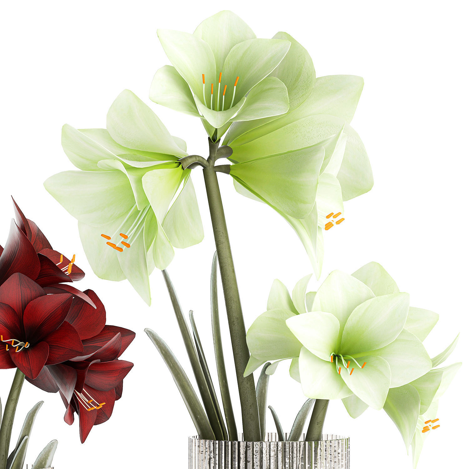 Realistic bouquets of white red Hippeastrum flowers 383 3D model_12