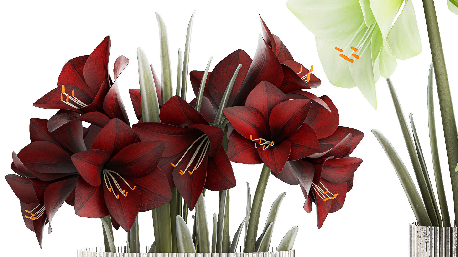 Realistic bouquets of white red Hippeastrum flowers 383 3D model_4