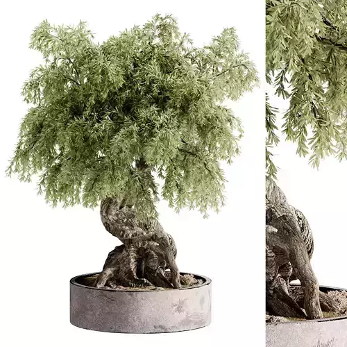  Indoor Bonsai Plants 34