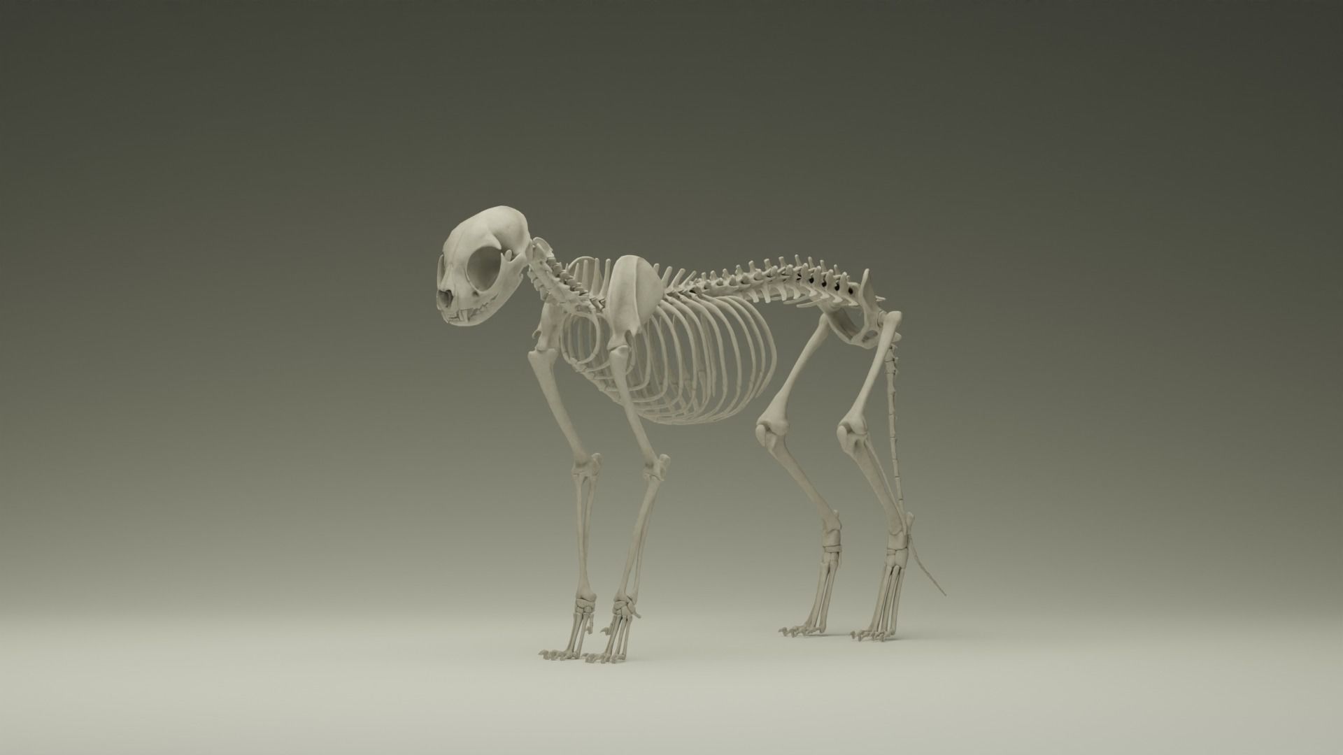Skeleton Cat Low-poly 3D model_2