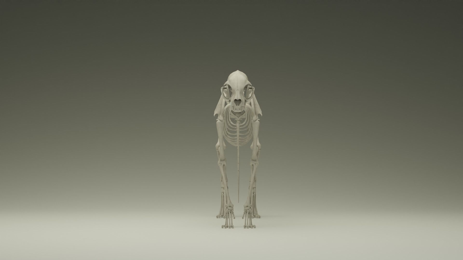 Skeleton Cat Low-poly 3D model_3