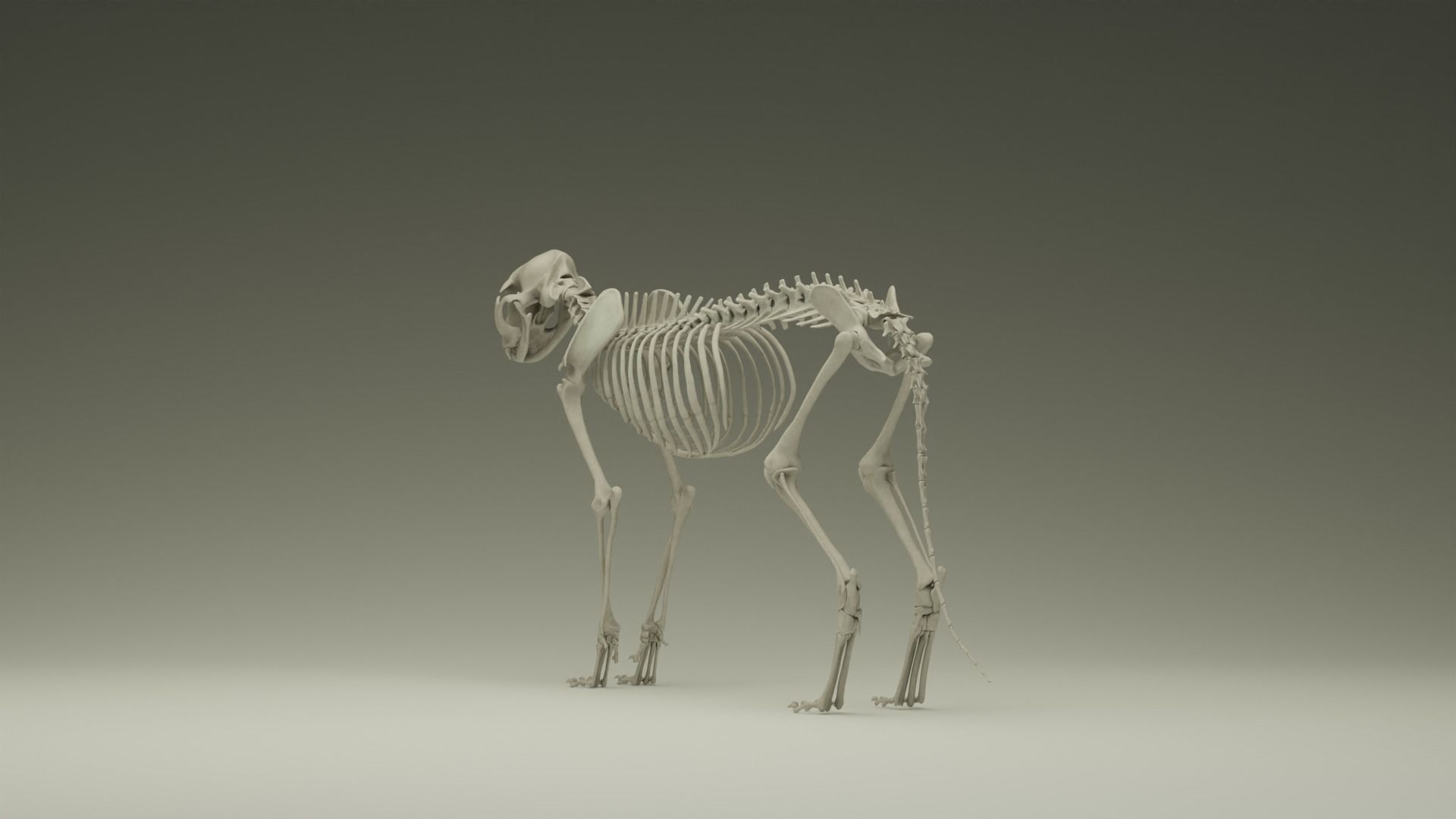 Skeleton Cat Low-poly 3D model_4