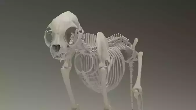 Skeleton Cat