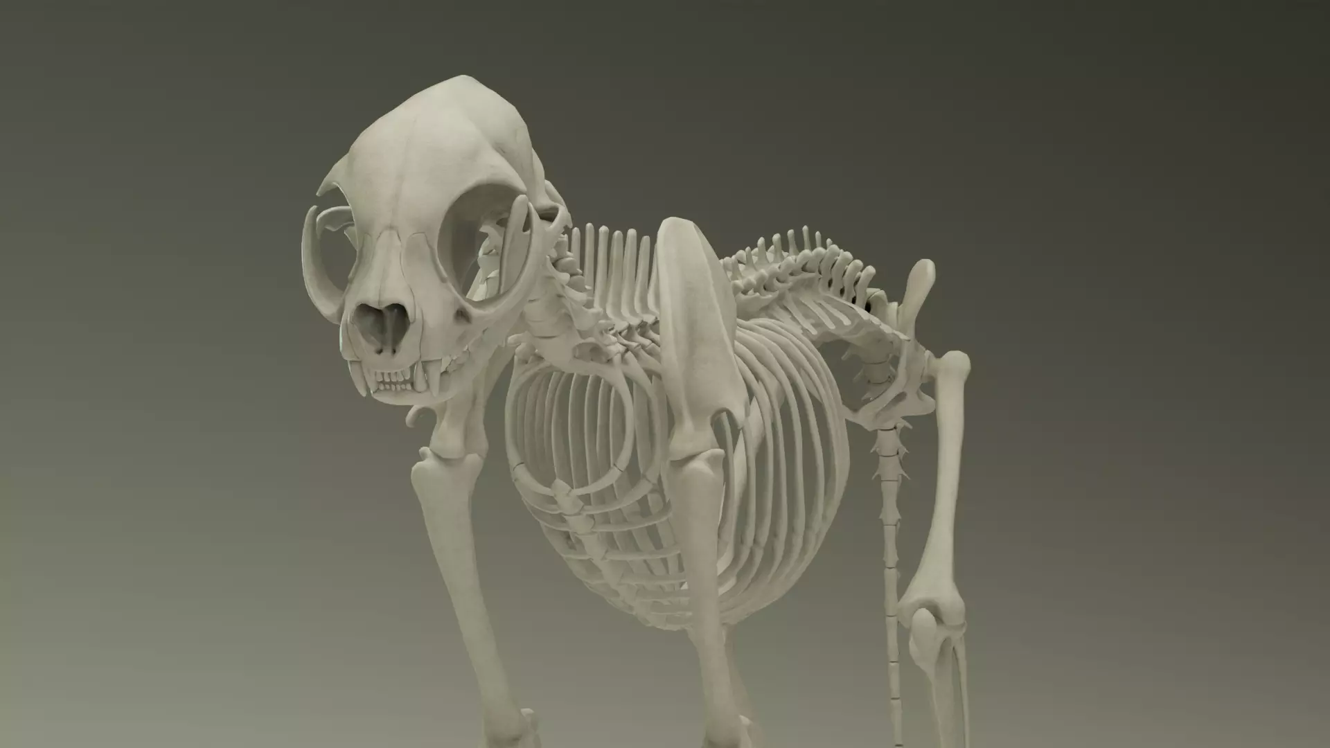 Skeleton Cat Low-poly 3D model_0